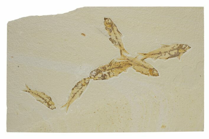 Six Detailed Fossil Fish (Knightia) - Wyoming #240449